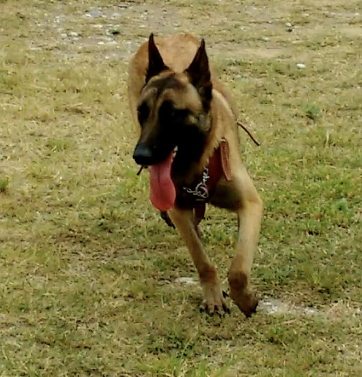 Unidad canina de Grupo Arkonte